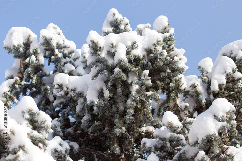 pine tree in the snow against the blue sky pine tree in the snow against the blue sky