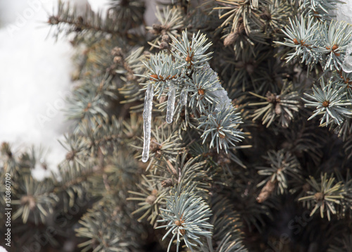 pine in snow in winter