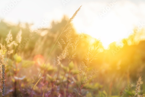 Sunrise and smooth meadow ,Morning atmosphere landscape..
