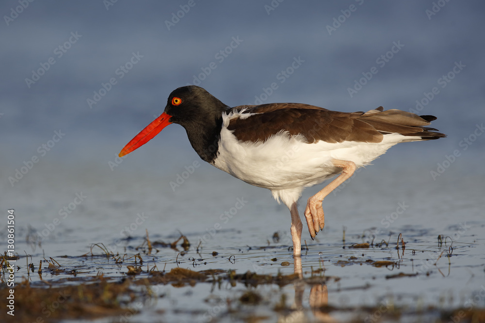 American Oystercatcher standing on one leg - Florida American Oystercatcher standing on one leg - Florida