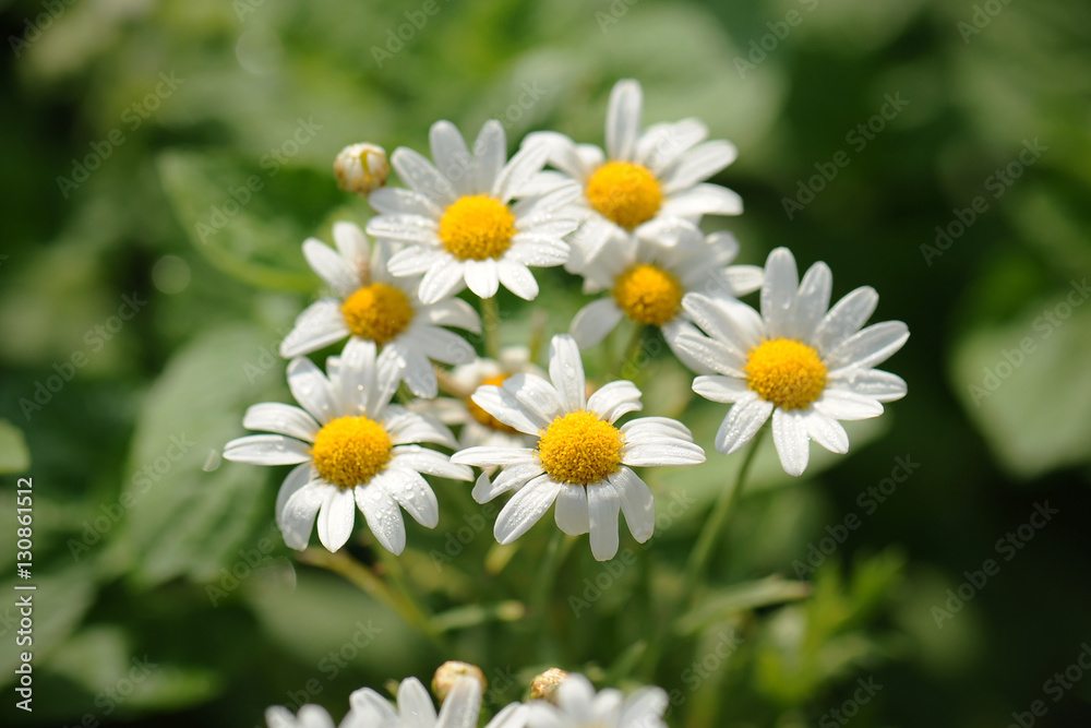Fototapeta premium chamomiles in the nature