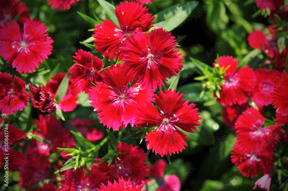 Flowerbed of Dianthus barbatus (Sweet William) Flowerbed of Dianthus barbatus (Sweet William)