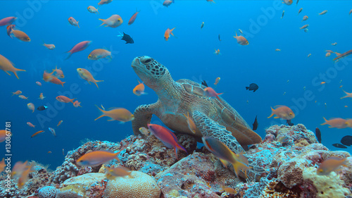 Green Sea turtle on a colorful coral reef with plenty fish. © sabangvideo