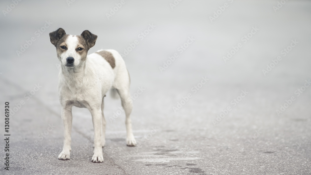 Friendly small stray dog on the street