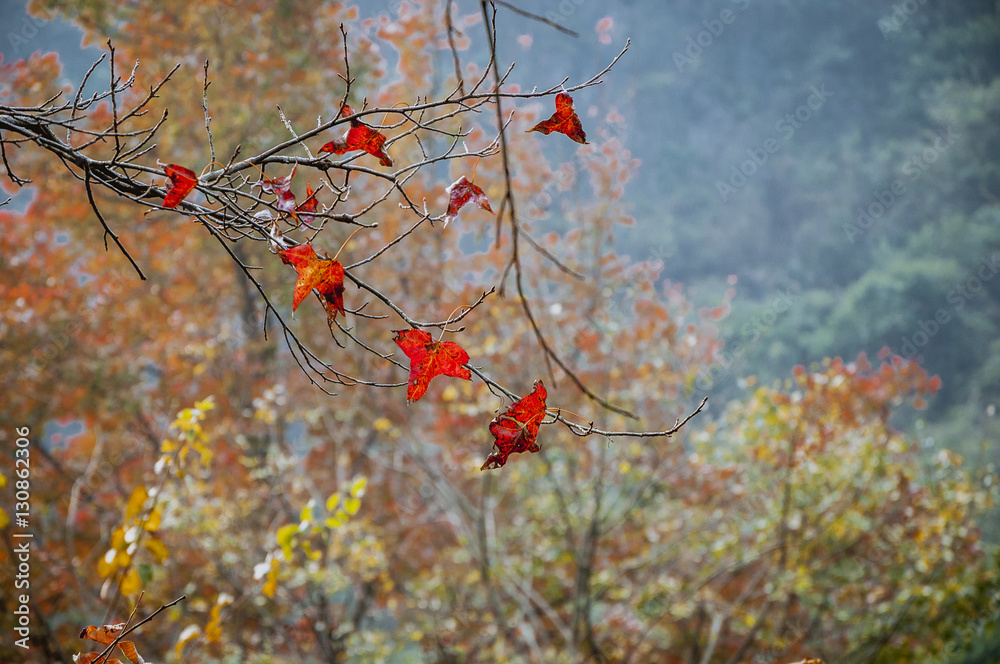 The forest scenery and background in autumn The forest scenery and background in autumn