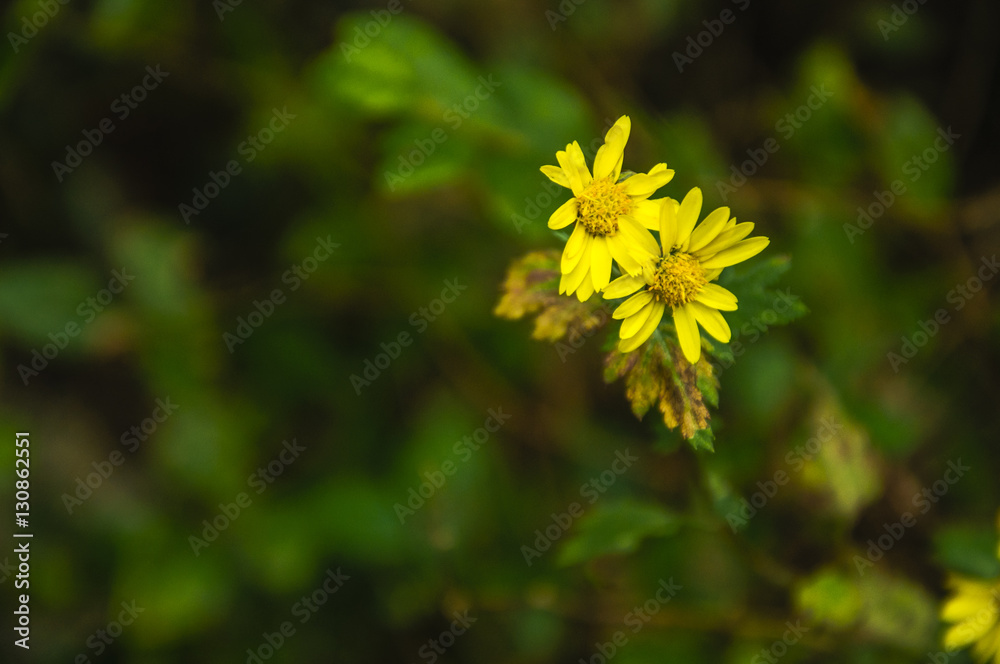 The wild chrysanthemum flower closeup in autumn The wild chrysanthemum flower closeup in autumn
