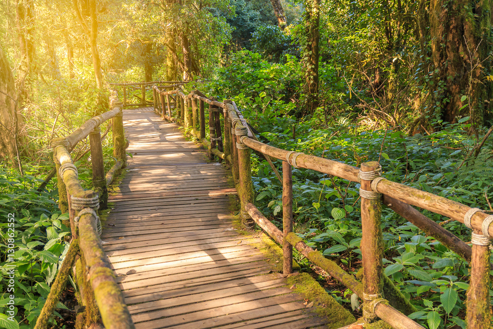 wood bridge in rainforest