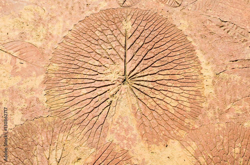 Fototapeta premium marks of nature leaf on the concrete background texture