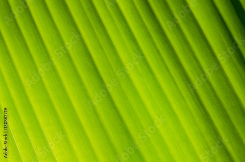 Pattern of green banana leaf natural surface background