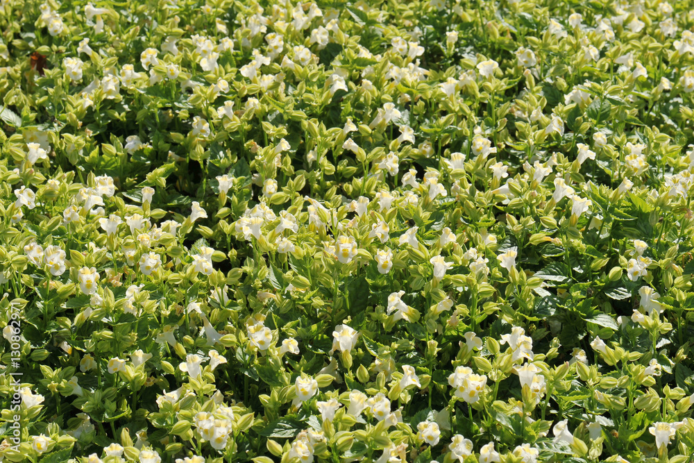 Amazing of bright flower beautiful blooming on garden Amazing of bright flower beautiful blooming on garden