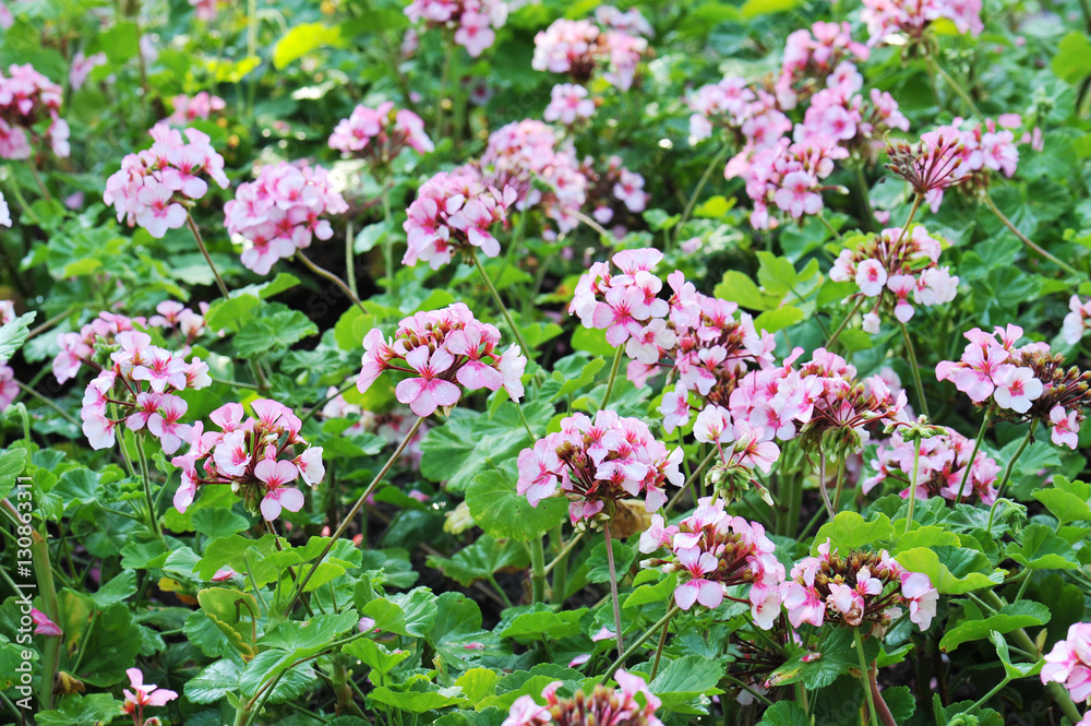 pelargonium (geranium) flower, blooming in a garden pelargonium (geranium) flower, blooming in a garden