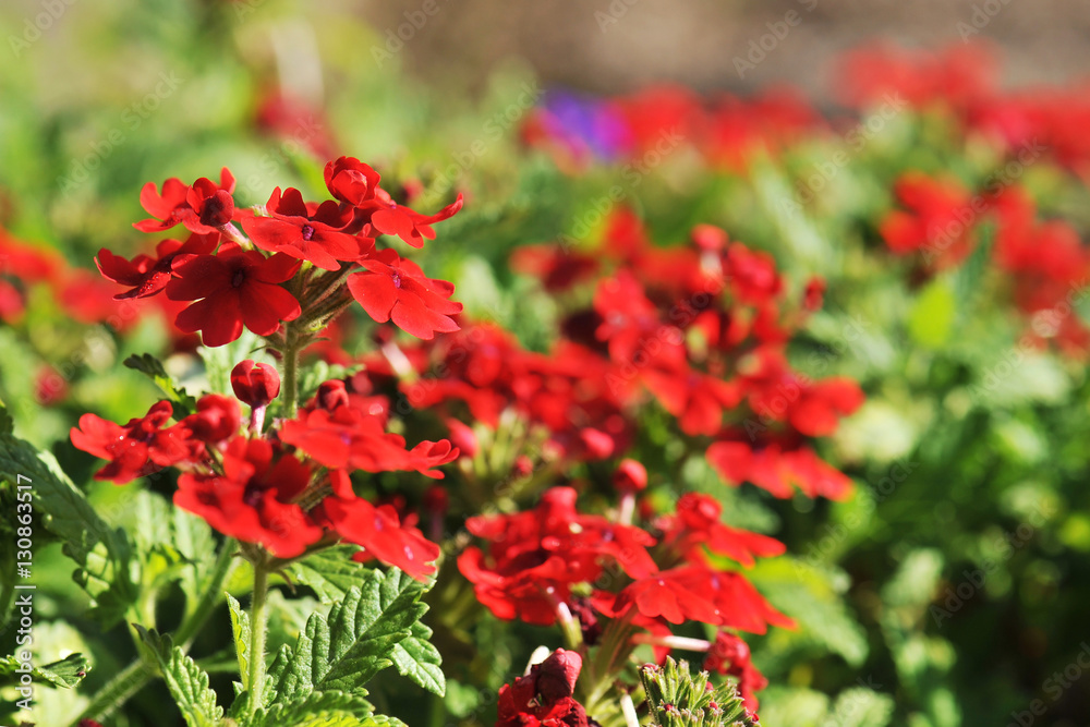 Small red flower in the morning