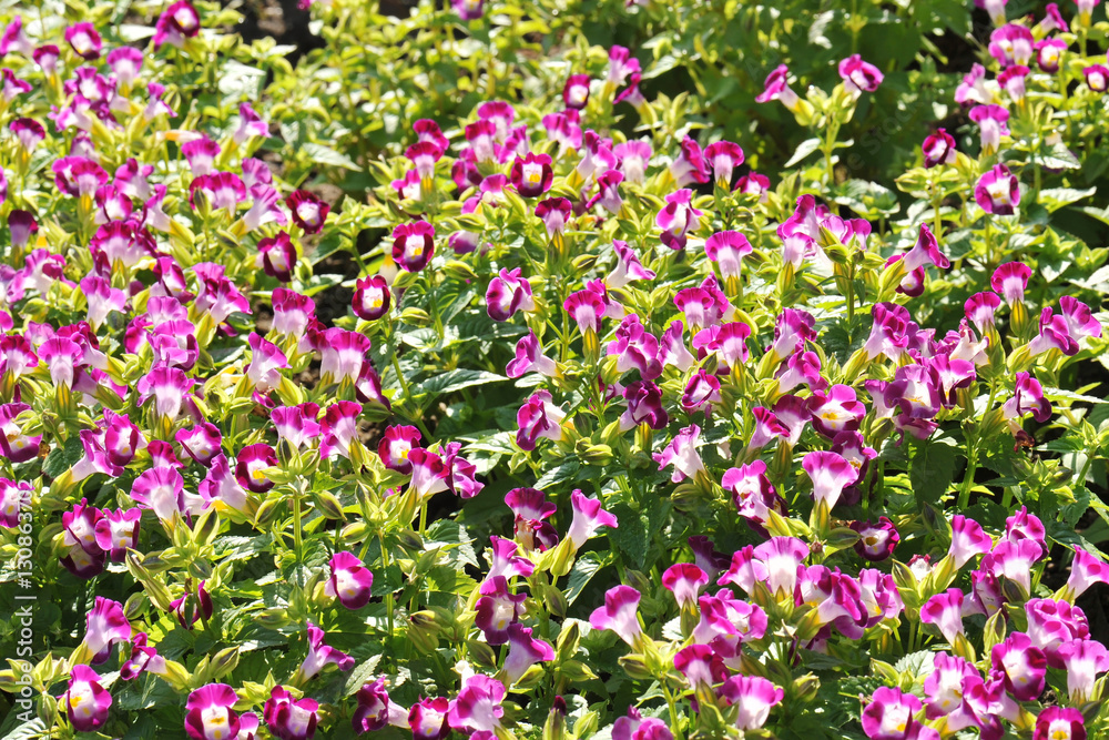 Amazing of bright flower beautiful blooming on garden Amazing of bright flower beautiful blooming on garden