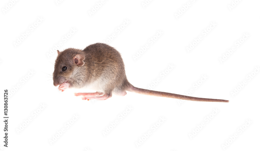 baby rat washes baby rat washes