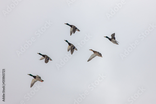 six ducks in flight © Maslov Dmitry
