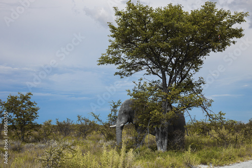 old elephant resting in the shade of a large tree   in the Etosh
