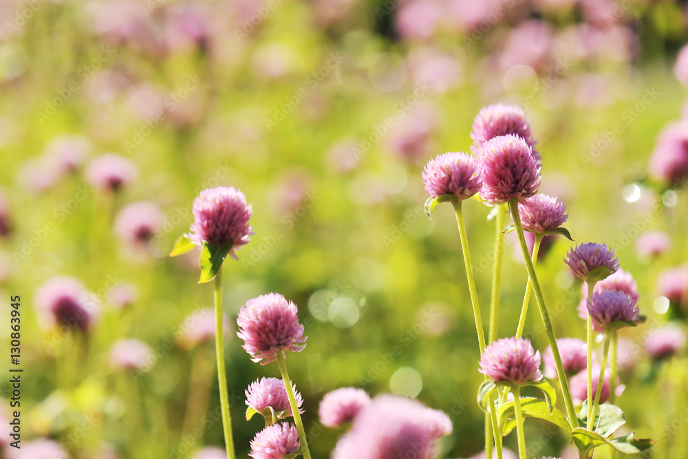 Globe amaranth or Gomphrena globosa flower Globe amaranth or Gomphrena globosa flower