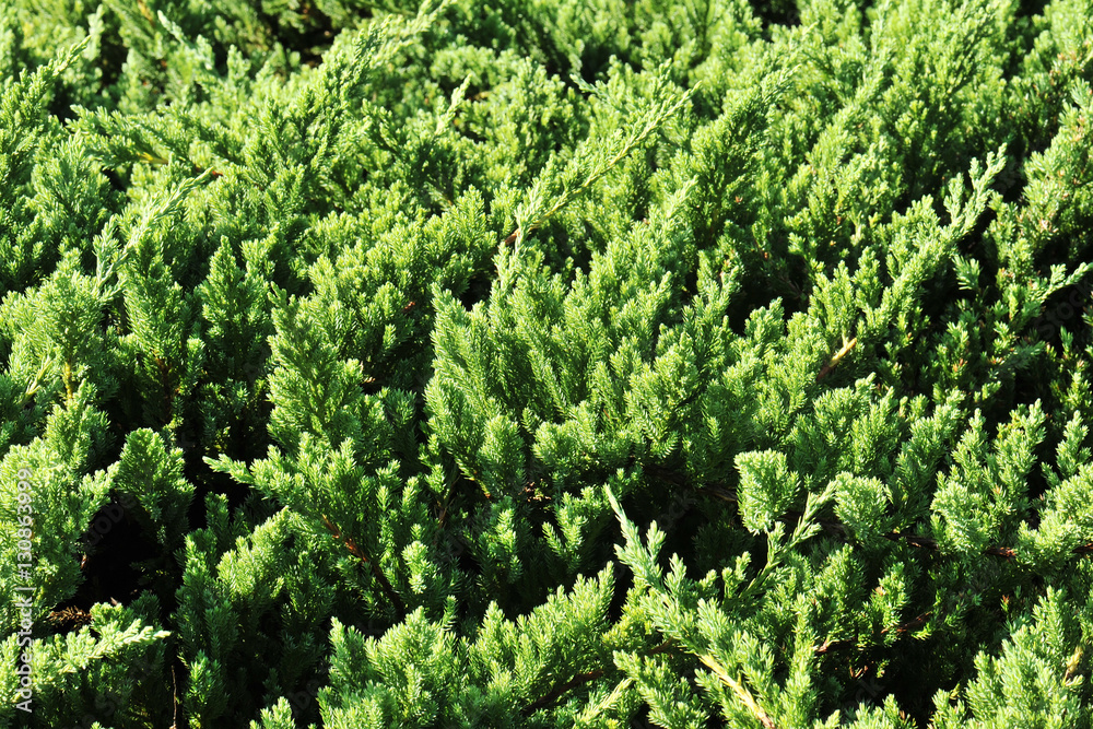 Brightly green prickly branches of a fur-tree or pine Brightly green prickly branches of a fur-tree or pine