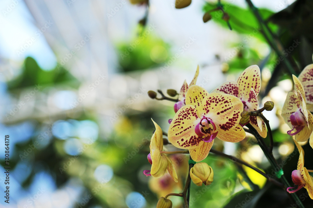 Obraz premium Beautiful orchid is queen of flowers