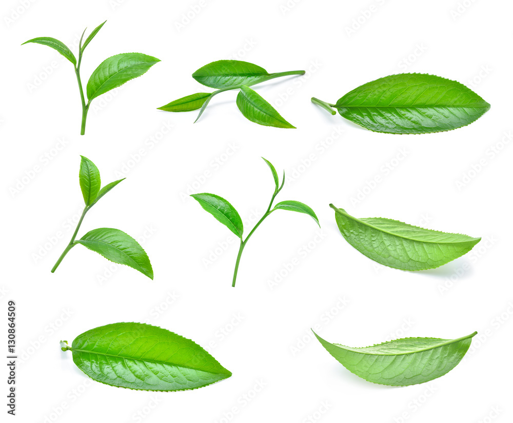 set of green tea leaves isolated on white background set of green tea leaves isolated on white background