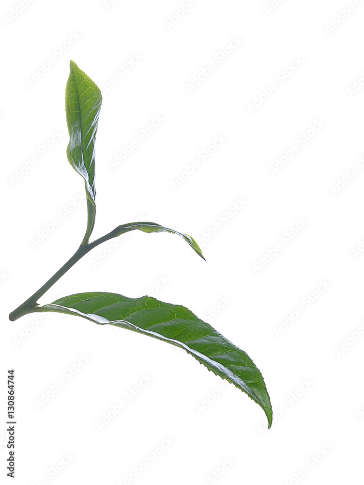 Green tea leaf isolated on white background. Green tea leaf isolated on white background.