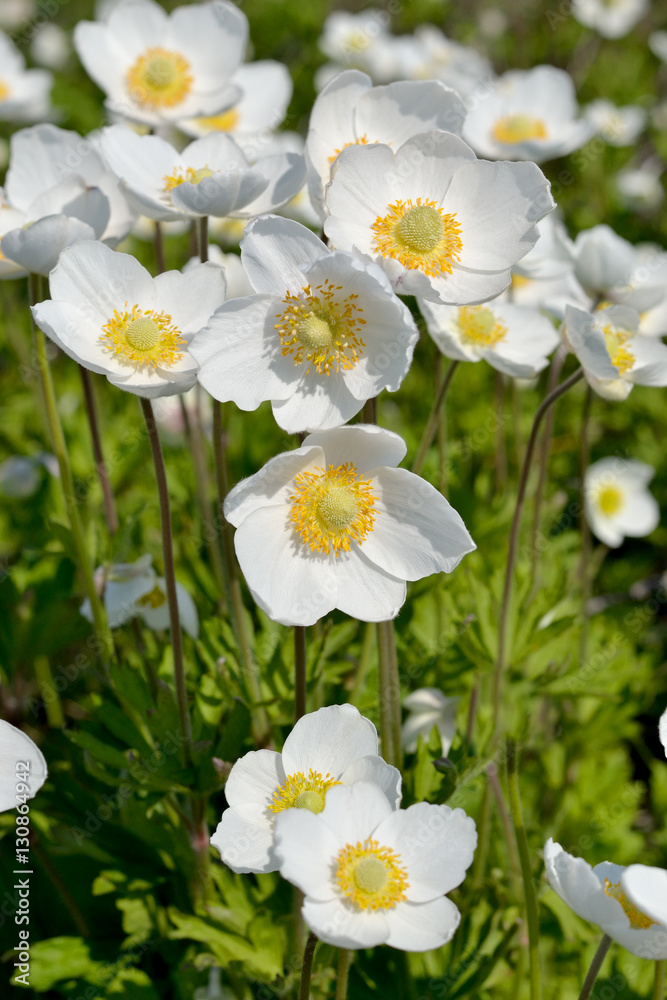 Wind-flower.
White flowers anemones among green grass. Wind-flower.
White flowers anemones among green grass.