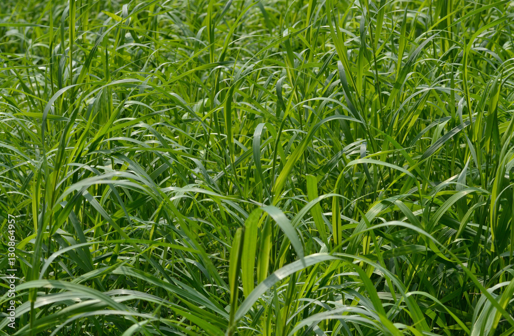 Obraz premium Green grass background. Green grass, couch grass. Background, texture.