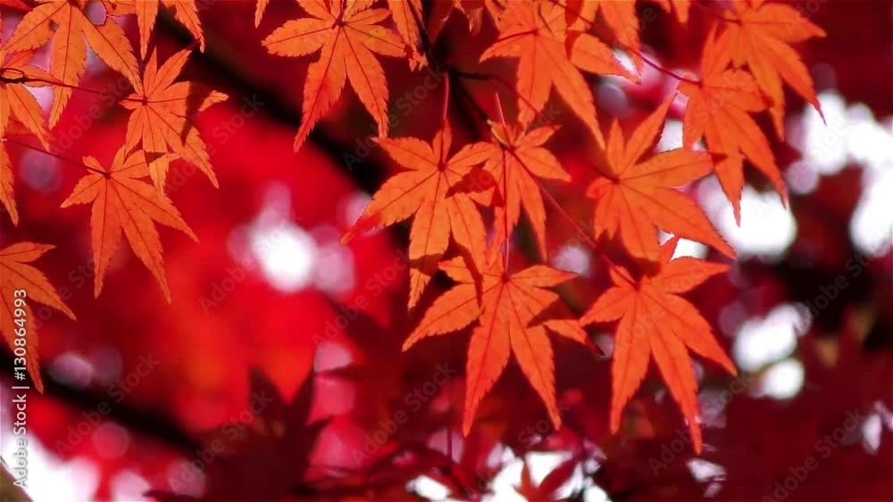 紅葉したカエデ 紅葉したカエデ