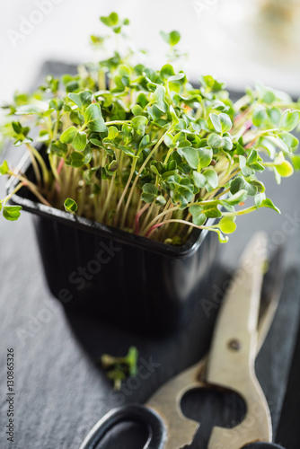 microgreens photo