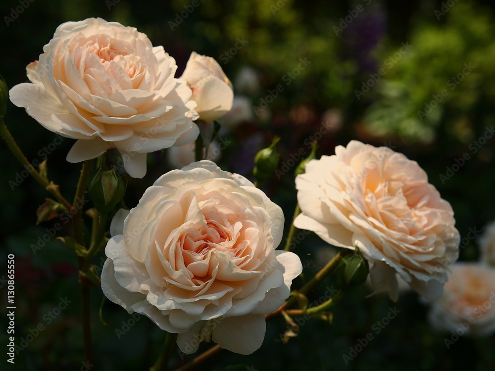 初夏の陽射しを受ける薔薇 初夏の陽射しを受ける薔薇