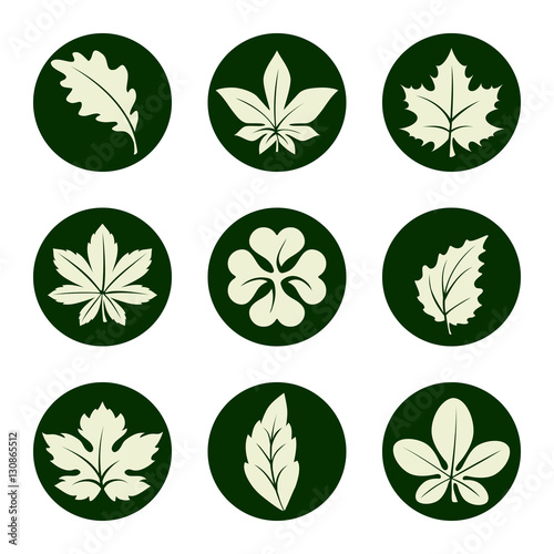 Leaves icons set. Marple birch oak clover and others leaf icons in green circles. Vector illustration