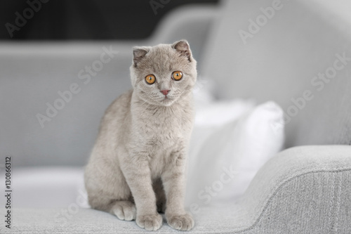 Fototapeta Naklejka Na Ścianę i Meble -  British kitten on sofa closeup