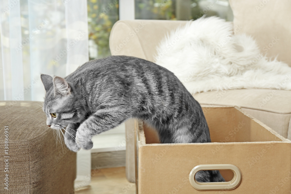 Cat out of the box hotsell