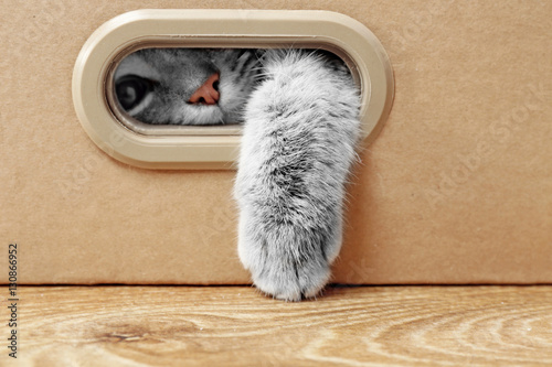 Fototapeta Naklejka Na Ścianę i Meble -  Cute cat in cardboard box