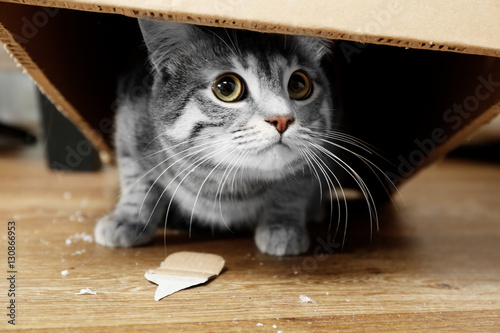 Fototapeta Naklejka Na Ścianę i Meble -  Cute cat under cardboard box