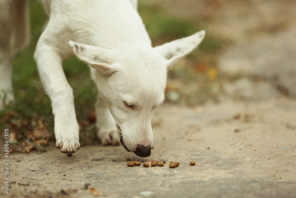 Stray dog eating outdoors
