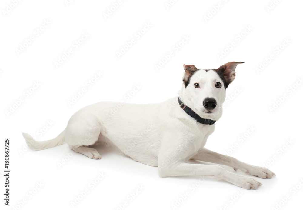 Funny Andalusian ratonero dog on white background