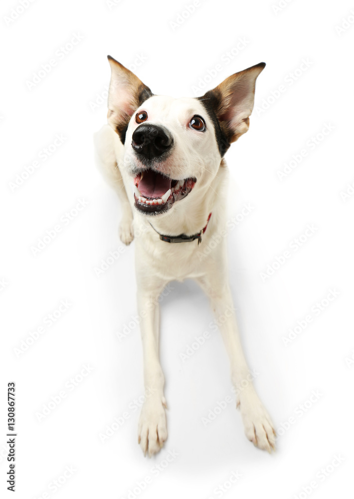 Funny Andalusian ratonero dog on white background