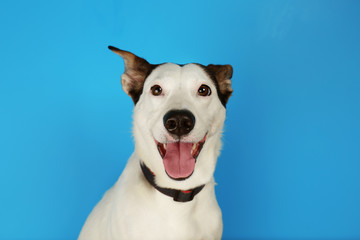 Funny Andalusian ratonero dog on blue background