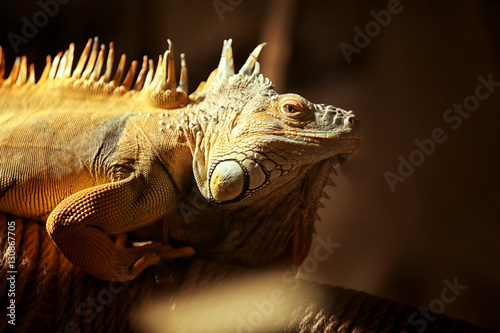 Close up view of iguana in zoological garden