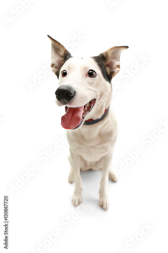 Funny Andalusian ratonero dog on white background