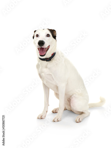 Funny Andalusian ratonero dog on white background © Africa Studio