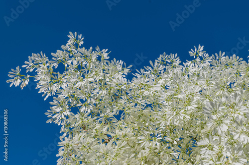 Abstract soft blurred and soft focus surface texture of white christmas,Pascuita, white-lace Lotsyd euphorbia ,Euphorbia leucocephala,Euphorbiaceae,leave with blue sky background.