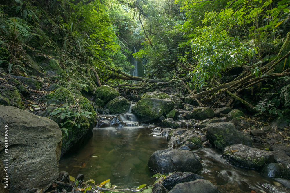 NZ forest