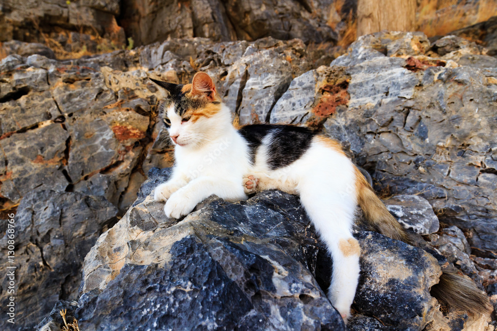 The cat on the rocks The cat on the rocks