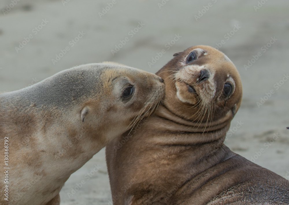 Obraz premium Sea Lions pups