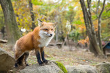 Vulpes, red fox