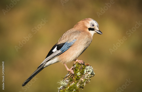 Garrulus glandarius