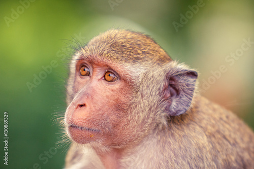 Portrait of Monkey head shot looking away.