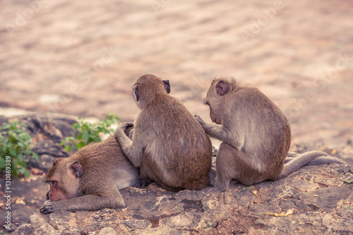 A group of monkey sitting and relaxing with their friends. © Teeranon